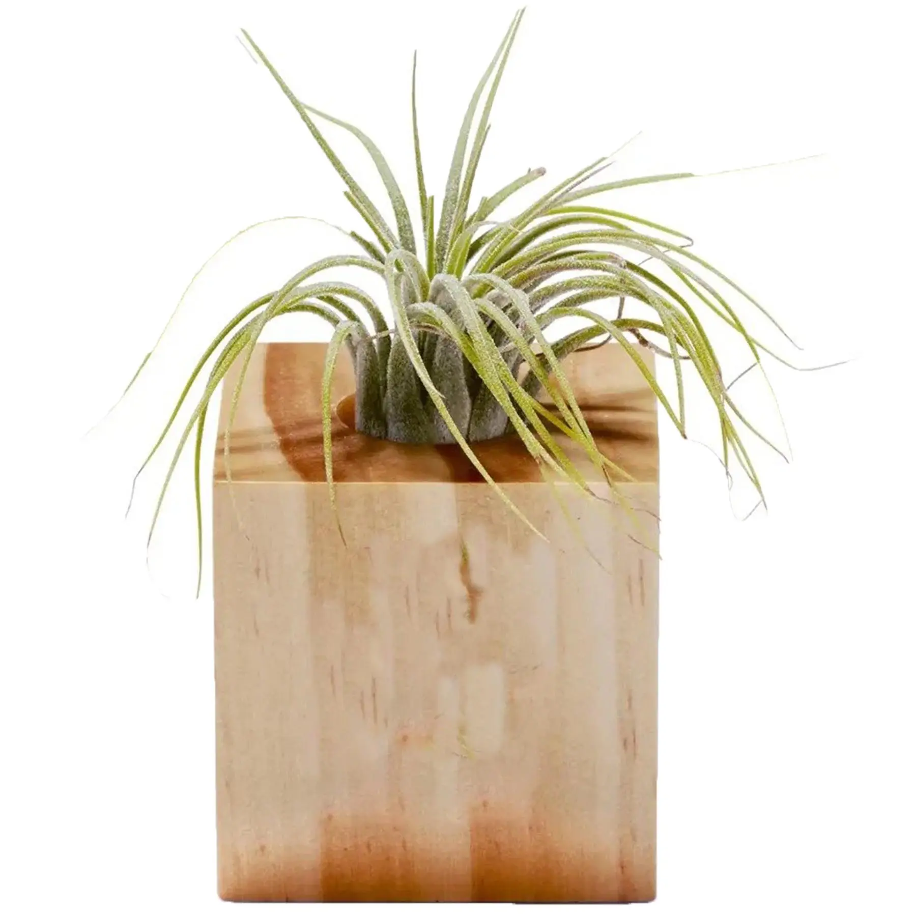 Botanical Display