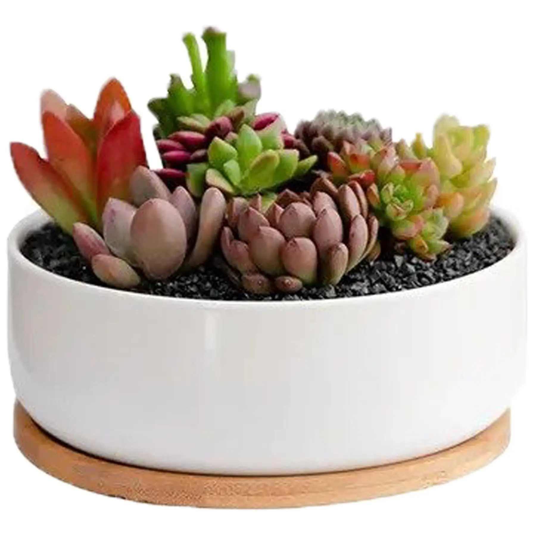 Elegant Ceramic Succulent Planter