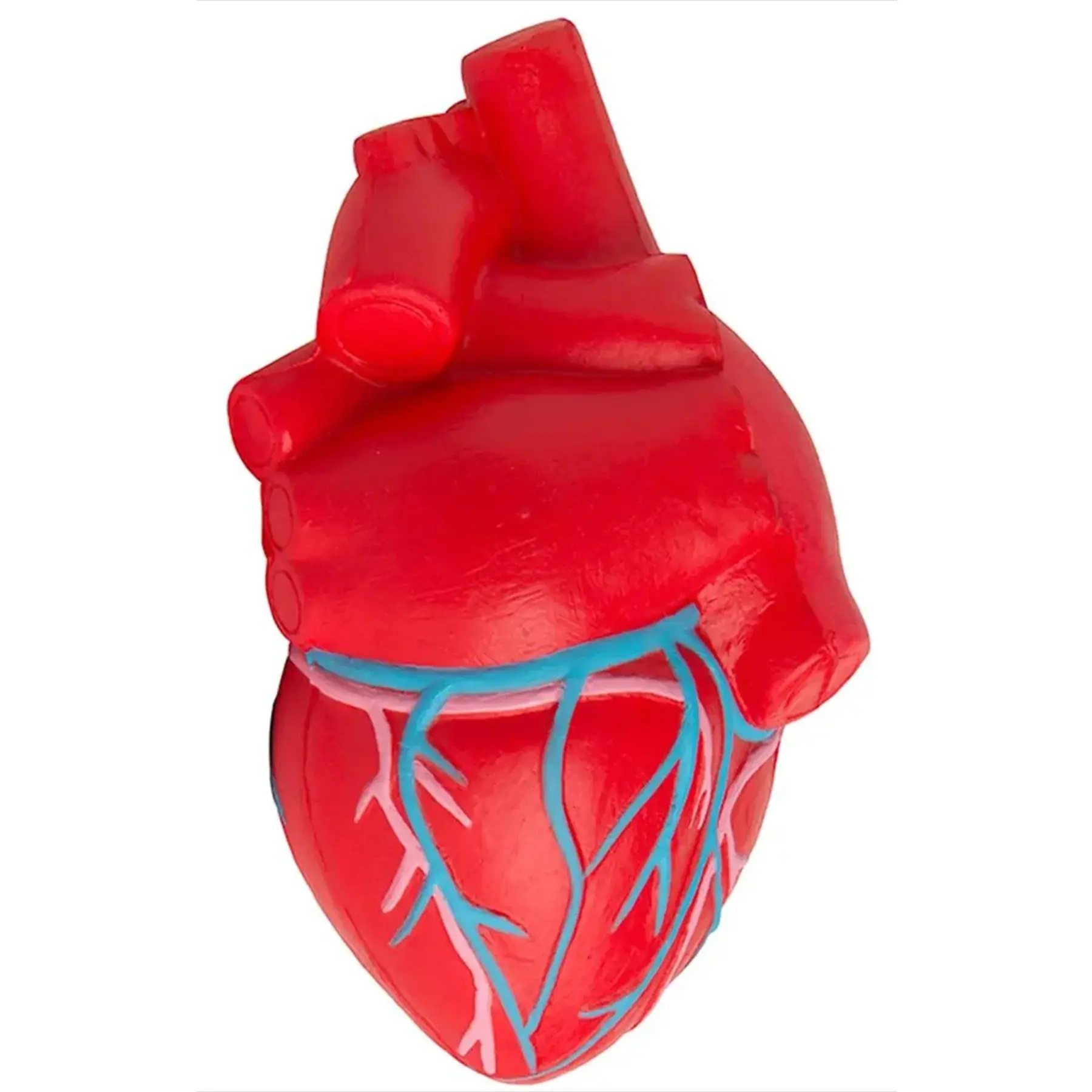 Anatomical Heart Vein Stress Ball