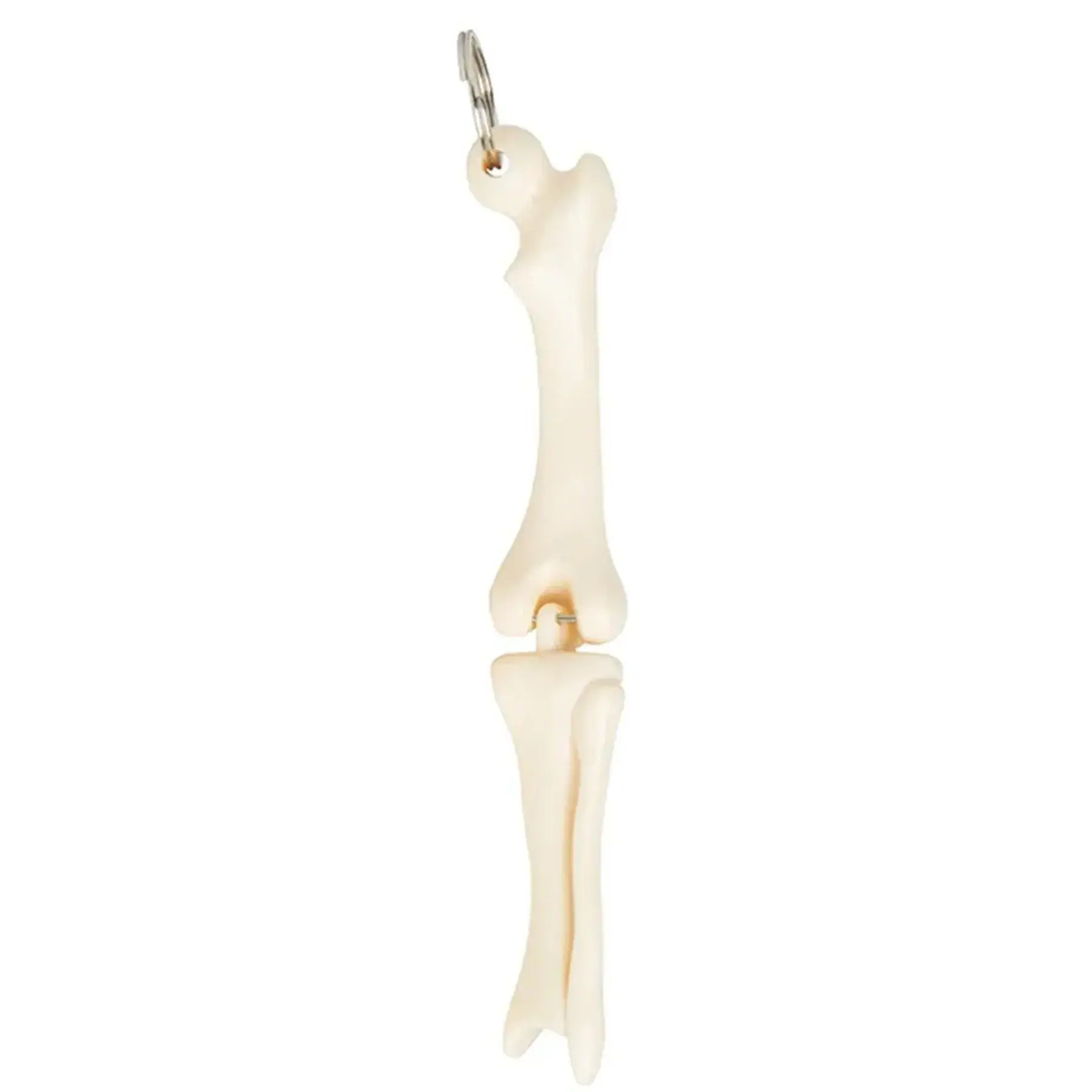 Articulated Knee Joint Bone Keychain for Medical Professionals