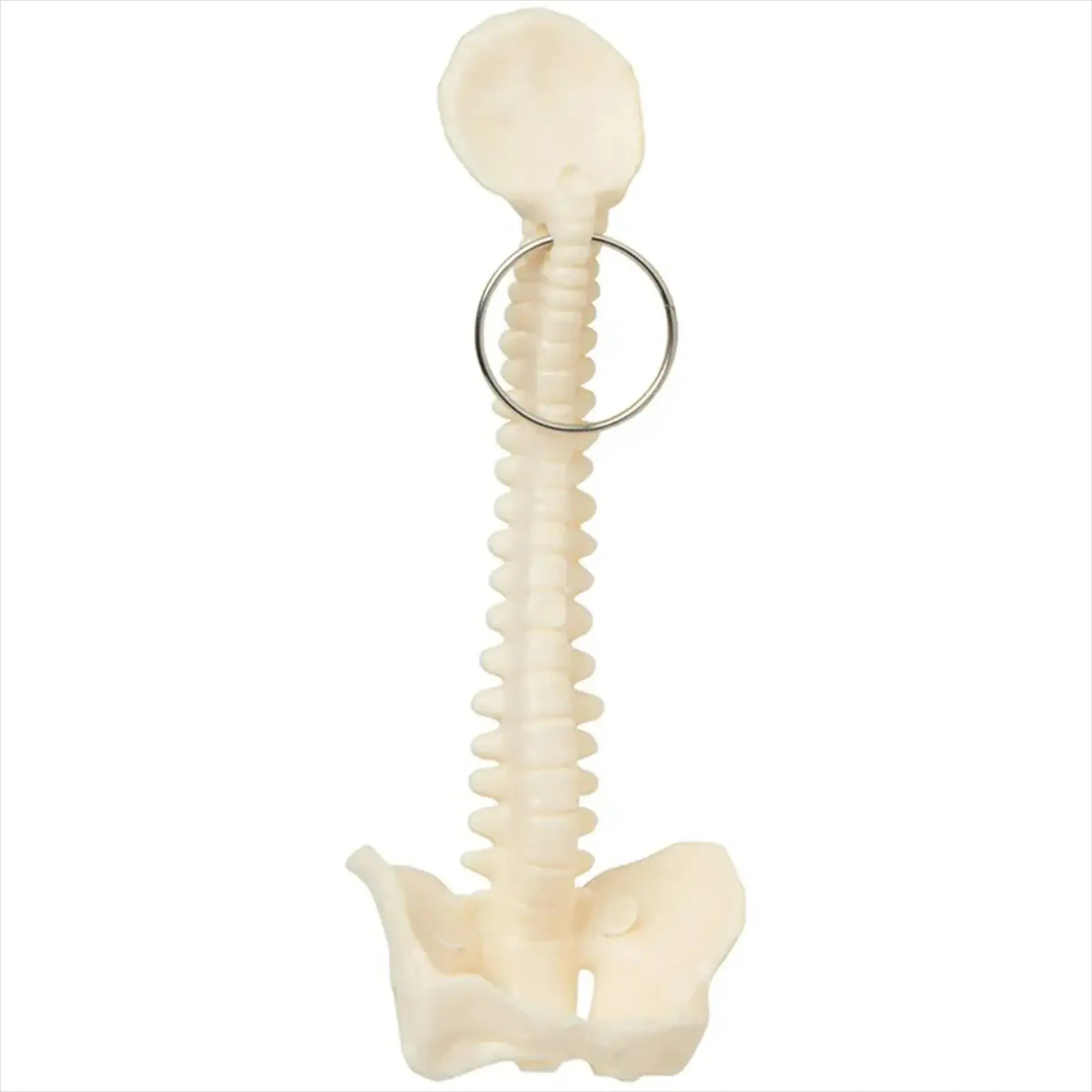 Anatomically Accurate Spine Pelvis Keyring for Medical Professionals