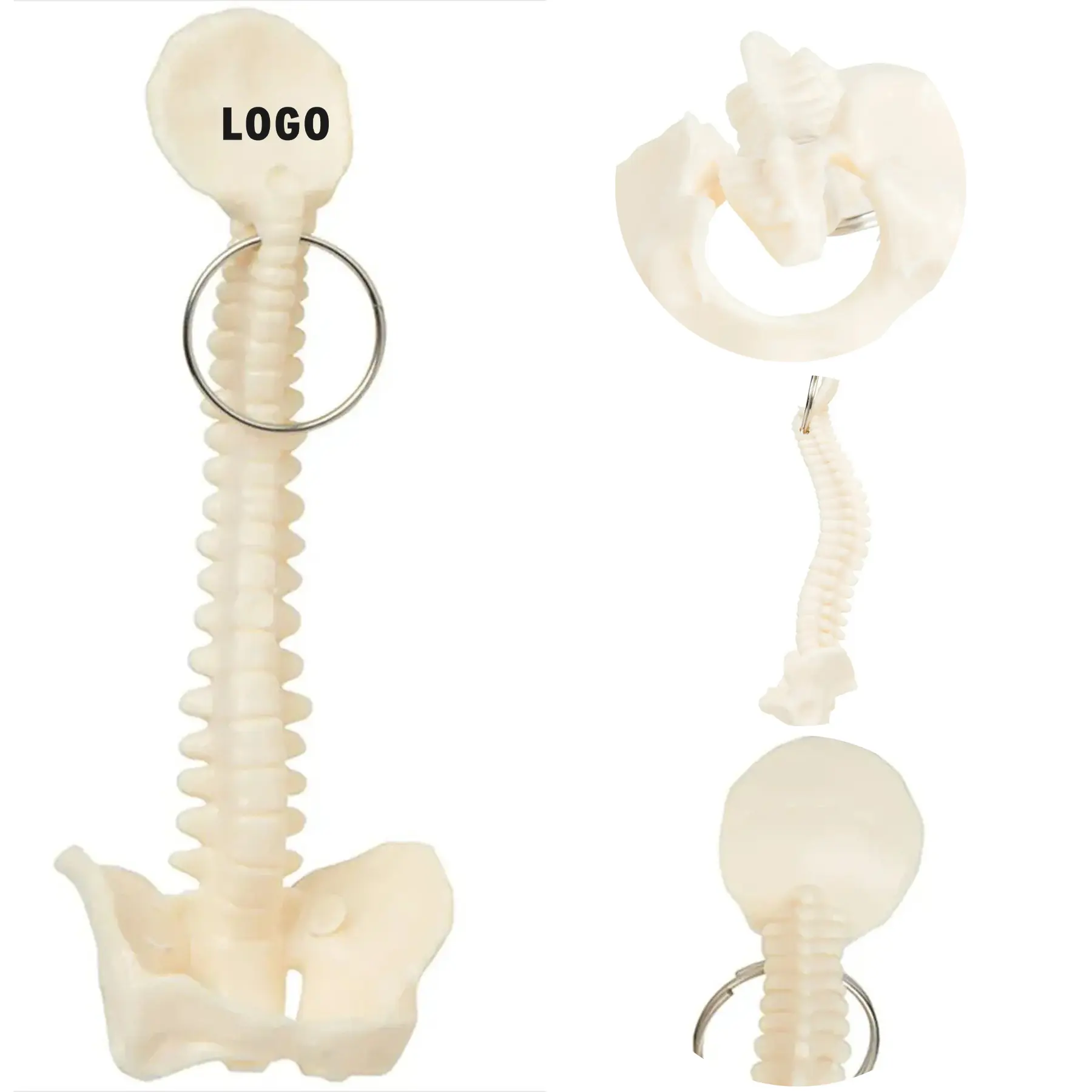 Anatomically Accurate Spine Pelvis Keyring for Medical Professionals 2